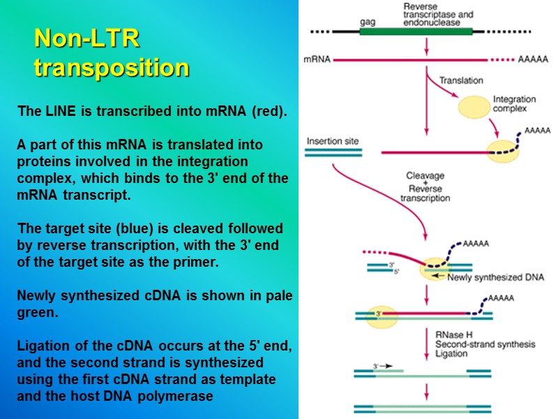 Non-LTR  transposition The LINE is transcribed into mRNA (red).  A part of